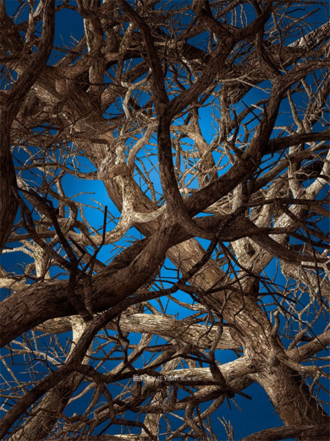 broersen-lukacs_liquid-maple_400x300_lr-700x933 拷贝.jpg
